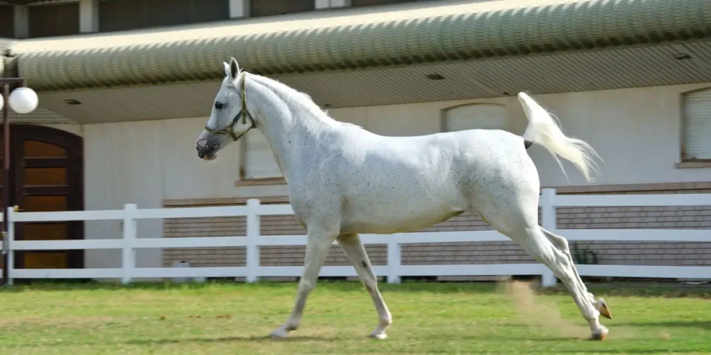 Cavalo Árabe: A Joia Escondida do Deserto que Conquistou o Mundo