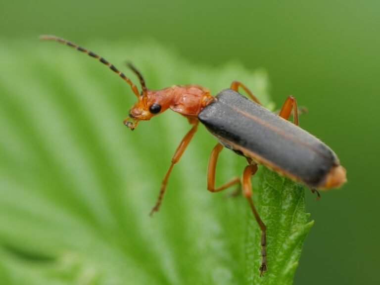 dez pragas do egito - A close up of a bug on a leaf