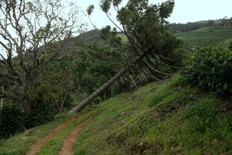 queda de constantinopla - a fallen tree sitting on top of a lush green hillside